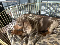 Snickers , a male Miniature Dachshund for sale in Venus, FL – 8 of 10