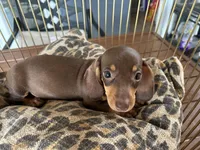 Tiny, a female Miniature Dachshund for sale in Venus, FL – 6 of 9