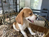 Rambo, a male Beagle for sale in Venus, FL – 4 of 10