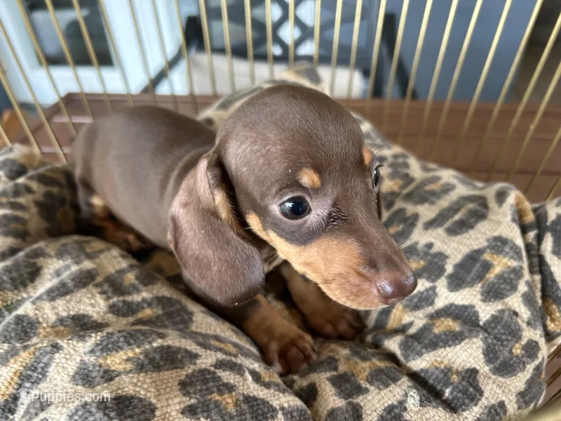 Tiny – Miniature Dachshund puppy for sale in Venus, FL