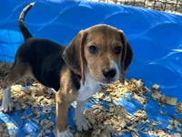 Snoopy, a male Beagle for sale in Venus, FL – 2 of 9