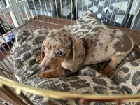 Chelsea , a female Miniature Dachshund for sale in Venus, FL – 6 of 10