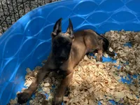 Ronnie, a male Belgian Malinois for sale in Venus, FL – 2 of 10