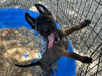 Luther, a male Belgian Malinois for sale in Venus, FL – 2 of 10