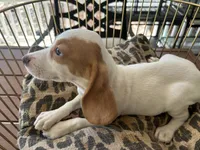 Charlie , a male Beagle for sale in Venus, FL – 4 of 7