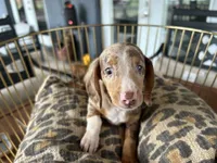 Baby, a female Miniature Dachshund for sale in Venus, FL – 8 of 9