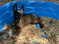 Ronnie, a male Belgian Malinois for sale in Venus, FL – 9 of 10