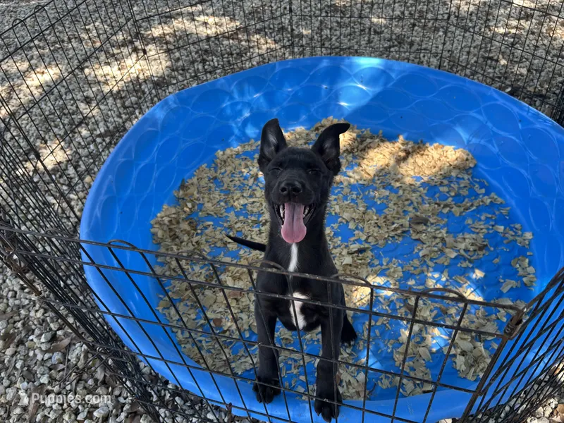 Xena – Belgian Malinois puppy for sale in Venus, FL