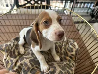 Lucy, a female Beagle for sale in Venus, FL – 4 of 10