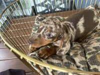 Snickers , a male Miniature Dachshund for sale in Venus, FL – 9 of 10