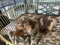 Snickers , a male Miniature Dachshund for sale in Venus, FL – 6 of 10
