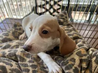 Charlie , a male Beagle for sale in Venus, FL – 2 of 7