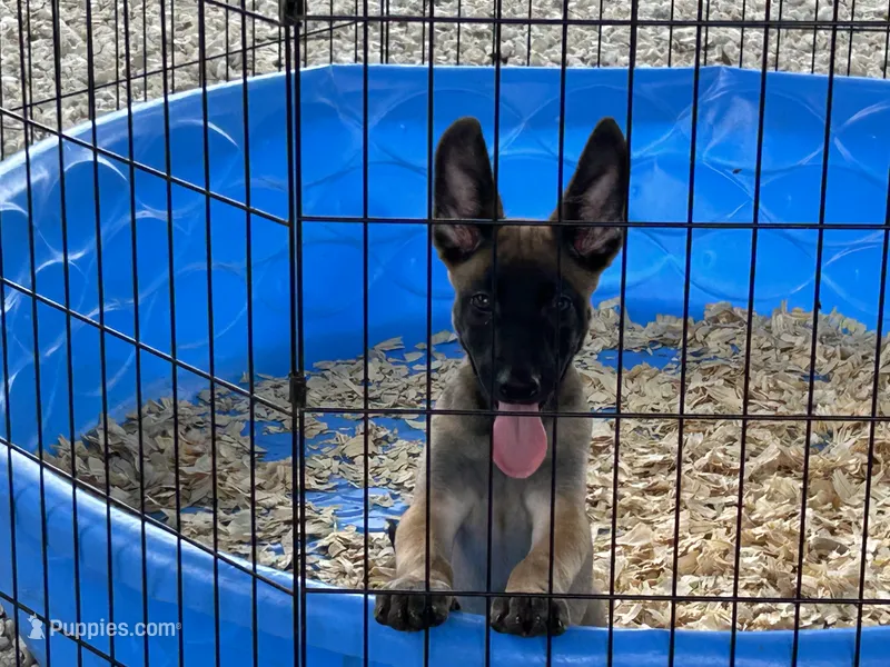 Rocky – Belgian Malinois puppy for sale in Venus, FL