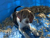 Red, a male Beagle for sale in Venus, FL – 2 of 8