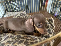 Tiny, a female Miniature Dachshund for sale in Venus, FL – 3 of 9