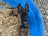 Ronnie, a male Belgian Malinois for sale in Venus, FL – 7 of 10
