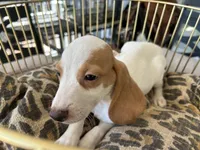 Charlie , a male Beagle for sale in Venus, FL – 7 of 7