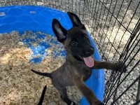 Luther, a male Belgian Malinois for sale in Venus, FL – 6 of 10