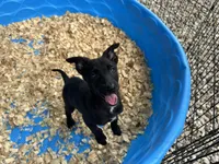 Xena, a female Belgian Malinois for sale in Venus, FL – 4 of 5
