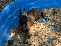 Ronnie, a male Belgian Malinois for sale in Venus, FL – 4 of 10