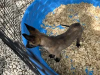 Princess, a female Belgian Malinois for sale in Venus, FL – 6 of 8