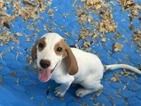 Charlie , a male Beagle for sale in Venus, FL – 5 of 7