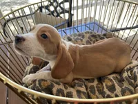 Linus, a male Beagle for sale in Venus, FL – 4 of 10