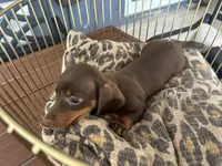 Sable, a female Miniature Dachshund for sale in Venus, FL – 2 of 8