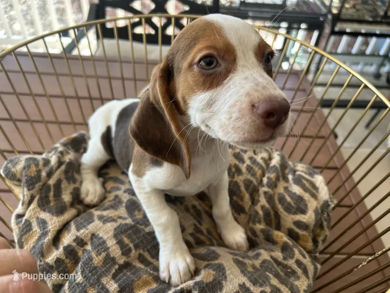 Lucy – Beagle puppy for sale in Venus, FL