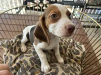 Lucy, a female Beagle for sale in Venus, FL – 1 of 10