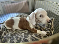 Spot, a male Miniature Dachshund for sale in Venus, FL – Photo 7 of 10