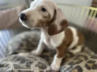 Spot, a male Miniature Dachshund for sale in Venus, FL – Photo 4 of 10