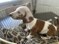 Spot, a male Miniature Dachshund for sale in Venus, FL – Photo 10 of 10