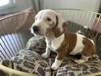 Spot, a male Miniature Dachshund for sale in Venus, FL – Photo 9 of 10