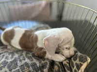 Spot, a male Miniature Dachshund for sale in Venus, FL – Photo 6 of 10