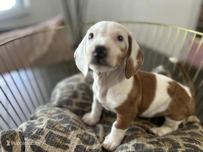 Spot, a male Miniature Dachshund for sale in Venus, FL – Photo 1 of 10