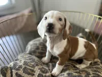 Spot, a male Miniature Dachshund for sale in Venus, FL – Photo 1 of 10