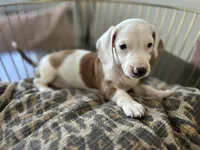 Spot, a male Miniature Dachshund for sale in Venus, FL – Photo 2 of 10