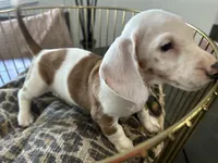 Spot, a male Miniature Dachshund for sale in Venus, FL – Photo 8 of 10