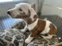 Spot, a male Miniature Dachshund for sale in Venus, FL – Photo 5 of 10