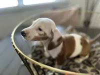 Spot, a male Miniature Dachshund for sale in Venus, FL – Photo 3 of 10