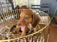 Prince, a male Miniature Dachshund for sale in Venus, FL – 5 of 10