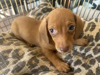 Ariel, a female Miniature Dachshund for sale in Venus, FL – 5 of 10