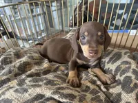 Missy, a female Miniature Dachshund for sale in Venus, FL – 4 of 8