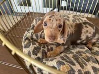 Cookie, a female Miniature Dachshund for sale in Venus, FL – 6 of 10