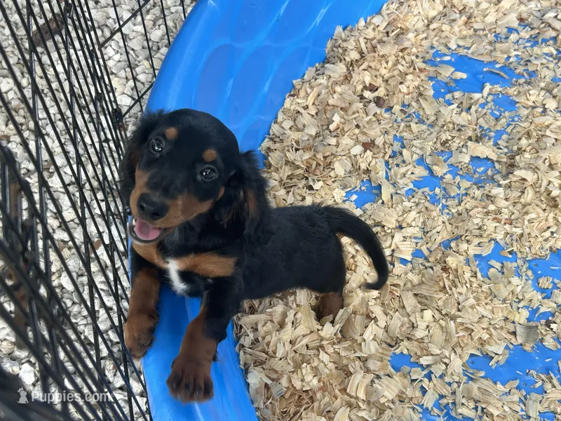 Abby  – Miniature Dachshund puppy for sale in Venus, FL