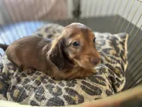 Shadow , a male Miniature Dachshund for sale in Venus, FL – Photo 9 of 10