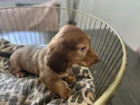 Shadow , a male Miniature Dachshund for sale in Venus, FL – Photo 8 of 10