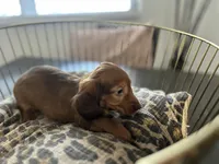 Shadow , a male Miniature Dachshund for sale in Venus, FL – Photo 5 of 10