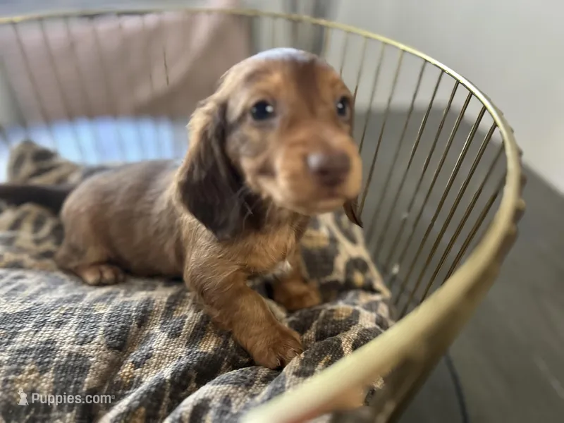 Shadow  – Miniature Dachshund puppy for sale in Venus, FL